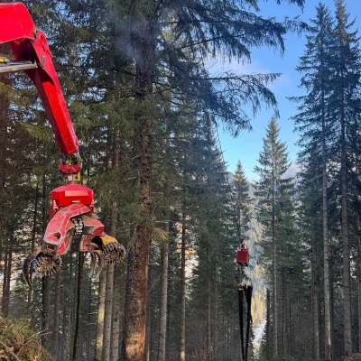 Produktbild von AR Forstservice OG's Holzschlägung