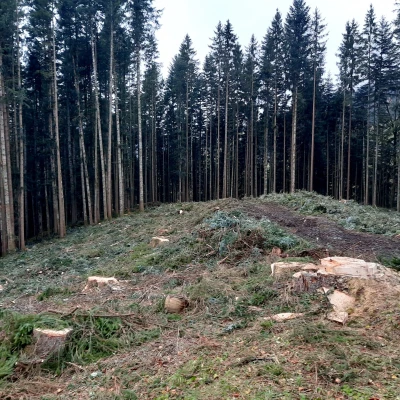 Produktbild von AR Forstservice OG's Rodungen