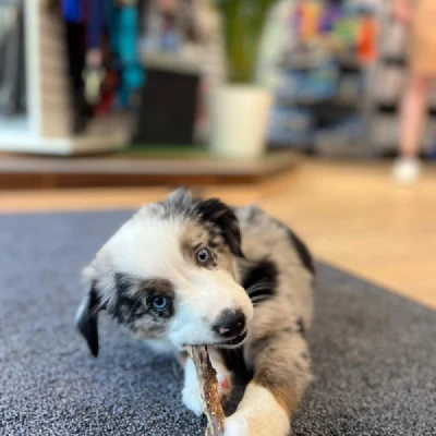 Produktbild von PERRO Shop Brixlegg & Wattens's Kauartikel
