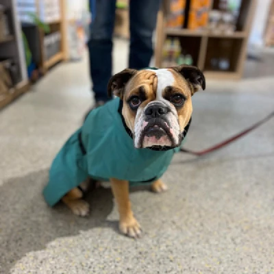 Produktbild von PERRO Shop Brixlegg & Wattens's Hundebekleidung